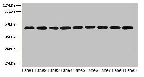 SH3GLB2 Antibody