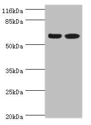 SPATS2L Antibody