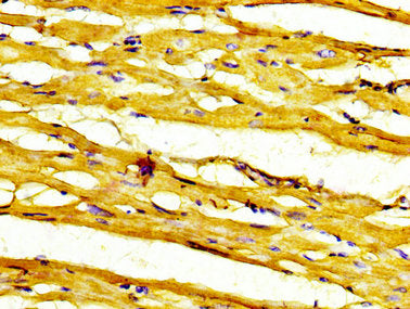 RNF19A Antibody