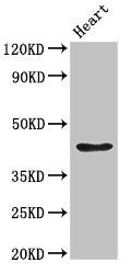 PARVA Antibody