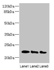 ARL8B Antibody