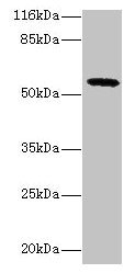 GDAP2 Antibody