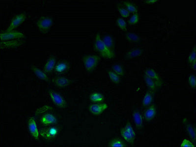 GPRC5B Antibody