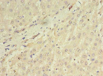 ORMDL1 Antibody