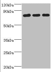 CXXC1 Antibody