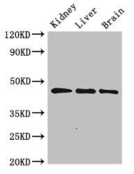 PIPOX Antibody