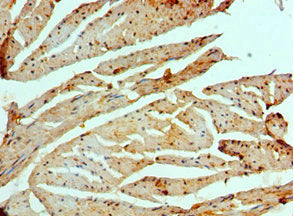 EIF2AK4 Antibody