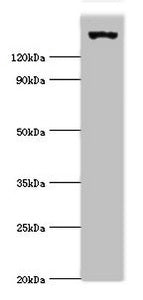 EIF2AK4 Antibody