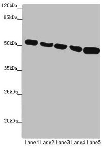 SUCLA2 Antibody