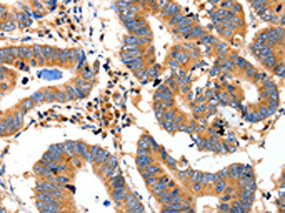 IDE Antibody