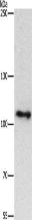 CUL4B Antibody