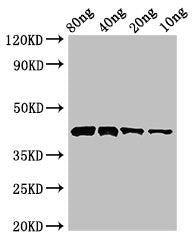Pectate lyase 1 Antibody