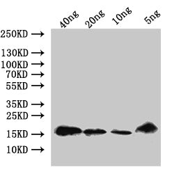 AMP2-2 Antibody