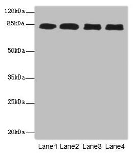 EPS15L1 Antibody