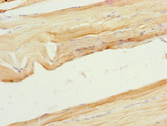 XPR1 Antibody