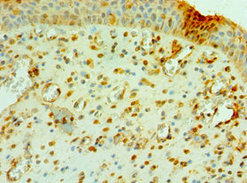 CNOT8 Antibody