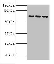 ABCF2 Antibody