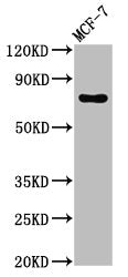 TUBGCP4 Antibody