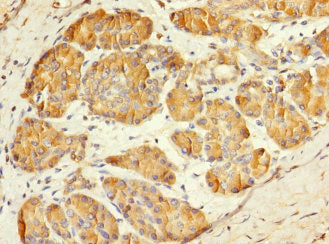 MESP1 Antibody