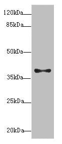 PDCD2L Antibody