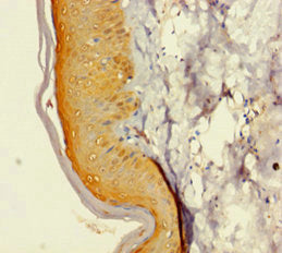 GINS4 Antibody