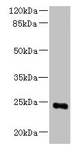 MED18 Antibody