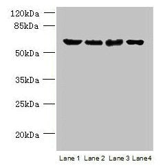 POLR3C Antibody