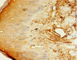 C1QTNF1 Antibody