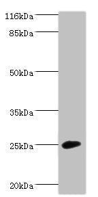 CALN1 Antibody