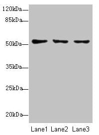 SLC46A2 Antibody