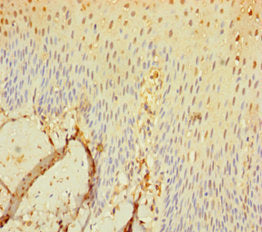 SEC11C Antibody