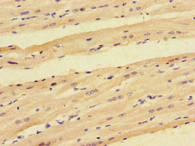 PPP1R12C Antibody