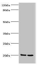 GLO1 Antibody