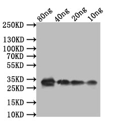 TCP21 Antibody