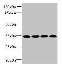 WDR61 Antibody