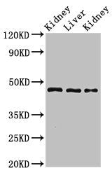 MKRN2 Antibody