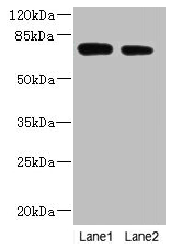 NBPF3 Antibody
