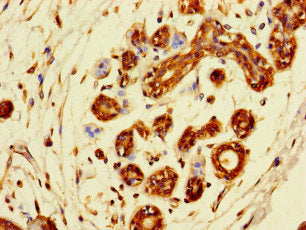 SDCBP2 Antibody