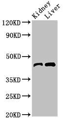 BLZF1 Antibody