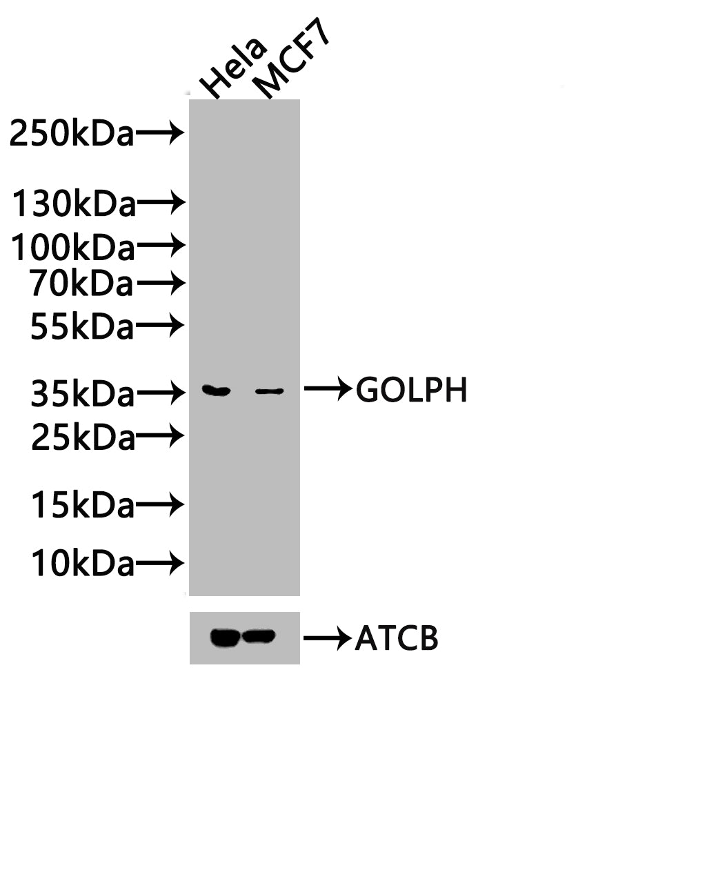 GOLPH3 Antibody