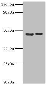 SUV39H2 Antibody
