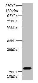 CIAO2A Antibody