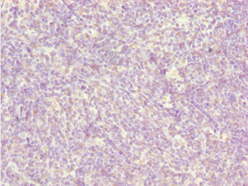 BCAS3 Antibody