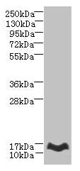 MTHFD2L Antibody