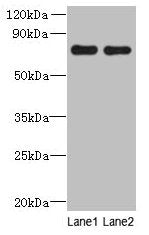 ACTR8 Antibody