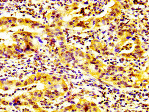 GP6 Antibody