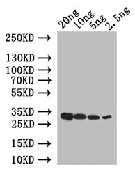 CAMTA6 Antibody