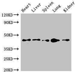 CD209 Antibody