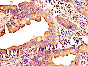 MID1IP1 Antibody