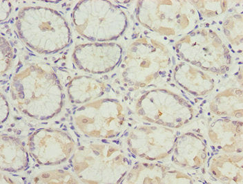 MYO5C Antibody